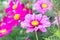 pink cosmos beautiful flowers in the garden