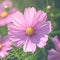 Pink cosmos bloom radiates beauty in a stunning garden setting