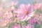 Pink cosmos bloom radiates beauty in a stunning garden setting