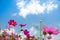 Pink cosmos blooming filed under light blue sky and white cloud.