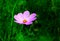 pink cosmos flowe and flowerbackground.