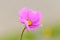 Pink Cosmos Flower