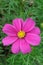 Pink cosmos flower