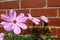 Pink Cosmos Flower Against Brick Wall