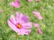Pink Cosmos flower and bee with blur background (Bright Soften Style)