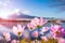 Pink cosmos flower blooming with translucent at petal