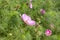 Pink cosmos flower blossom among green foliage, side view, backdrop background. Beautiful delicate magenta garden flower