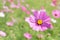 Pink Cosmos flower with blur background (Bright Soften Style)