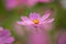 Pink cosmos flower, close up