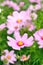 Pink cosmos flower with defocused background, soft tones