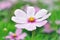 Pink cosmos flower with defocused background, soft tones