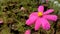 Pink Cosmos Flower in Garden