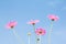 Pink cosmos flower group, In beautiful blue sky nature Background
