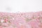 Pink cosmos flowers background in pastel style