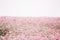 Pink cosmos flowers background in pastel style