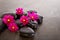 Pink Cosmos Flowers with black massage rocks on slate background