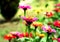 Pink Cosmos flowers in blurred cosmos background in the garden.