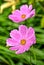 Pink cosmos flowers on blurry green background