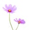 Pink Cosmos flowers Cosmos Bipinnatus isolated on white background, path