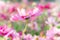 Pink cosmos flowers , daisy blossom flowers in the garden