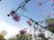 pink cosmos flowers in green blur background