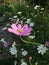 pink cosmos flowers in green blur background