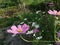 pink cosmos flowers in green blur background