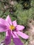 pink cosmos flowers in green blur background