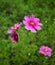 Pink cosmos flowers on green field background