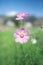 Pink cosmos in green field with blue sky