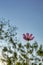 Pink cosmos from low angle