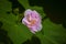 A Pink cotton rose in bloom