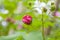 Pink cotton rose buds in closeup