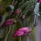 Pink Crab Cactus Buds