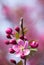 Pink Crabapple Blossom