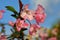 pink crabapple flower blossoms  with  new leaf