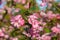 Pink crabapple flower with green leaves blossoms