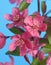 Pink crabapple flowers