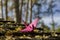 Pink crane in wood