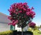 Pink Crape Myrtle also known as Pink Velour in full bloom during fall of November