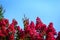 Pink Crape myrtle blossoms against a clear blue sky