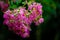 Pink Crape myrtle flower