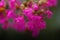 Pink Crape myrtle flower on branch