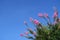 Pink crape myrtle flowers with green leaves