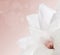 Pink cream background with white Magnolia