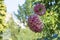 Pink and Cream Dahlias Growing in a Garden