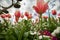 Pink and cream tulip, in a cloudy sky