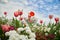 Pink and cream tulip, red poppy, and other ornamental flowersin a cloudy sky