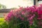 Pink creeping phlox. Blooming phlox in spring garden. Rockery with small pretty dark pink phlox flowers, nature background.