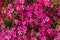 Pink creeping phlox. Blooming phlox in spring garden, top view close up. Rockery with small pretty dark pink phlox flowers.